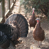 Franklin the turkey at Prospect Park Zoo